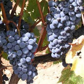 bunch of grapes