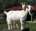 goats