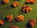 oklahoma-rocks