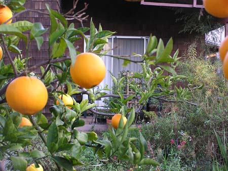 oranges