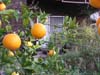 oranges